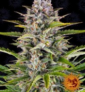 Gorilla Zkittlez Auto UITVERKOOP