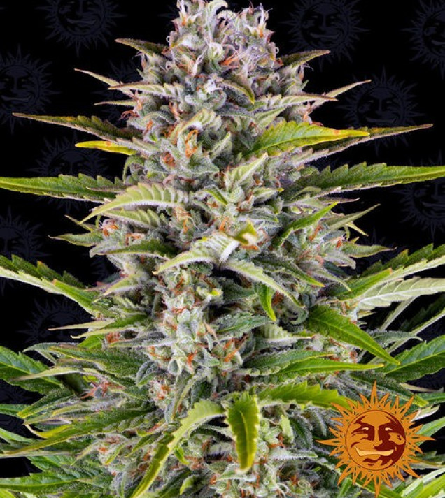 Gorilla Zkittlez Auto UITVERKOOP