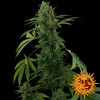 Pineapple Express Auto UITVERKOOP