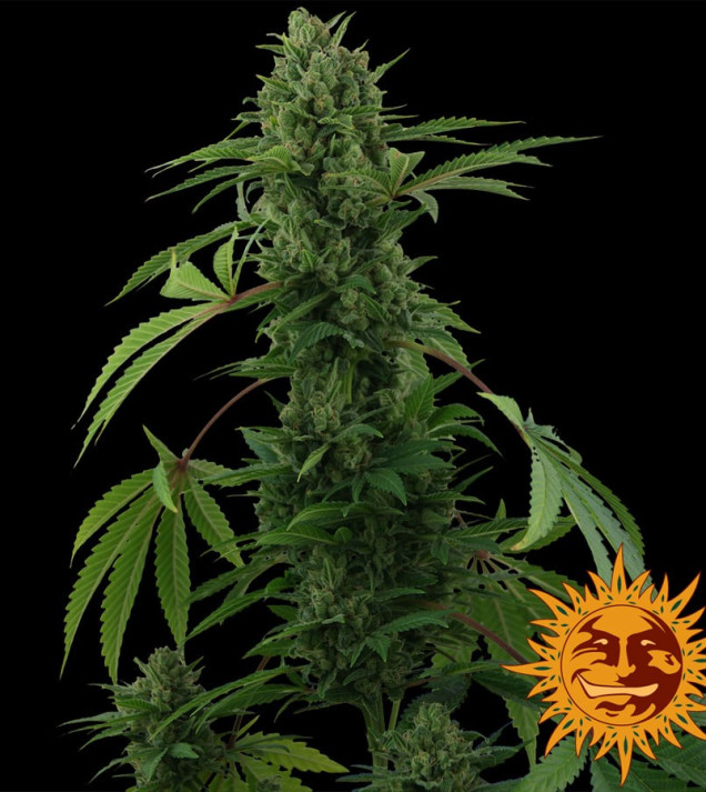 Pineapple Express Auto UITVERKOOP
