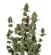 BCN Power Plant Auto UITVERKOOP