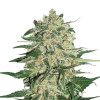Big Bud UITVERKOOP