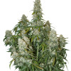 Big Bud Auto UITVERKOOP