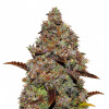 Gelato 41 UITVERKOOP