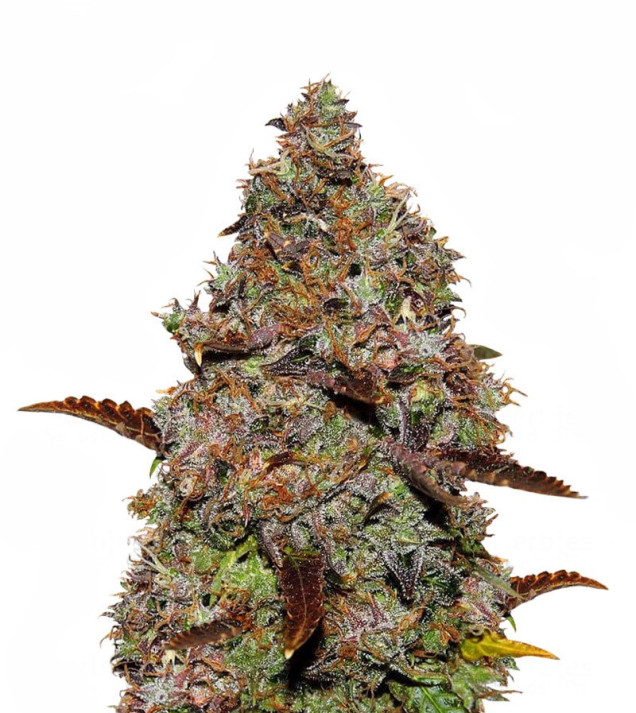Gelato 41 UITVERKOOP