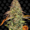 Zkittlez OG Auto UITVERKOOP