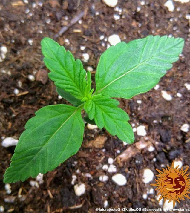 Zkittlez OG Auto UITVERKOOP