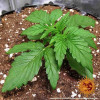 Zkittlez OG Auto UITVERKOOP