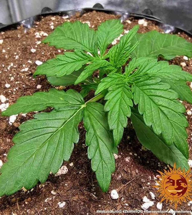 Zkittlez OG Auto UITVERKOOP
