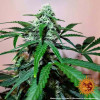 Zkittlez OG Auto UITVERKOOP