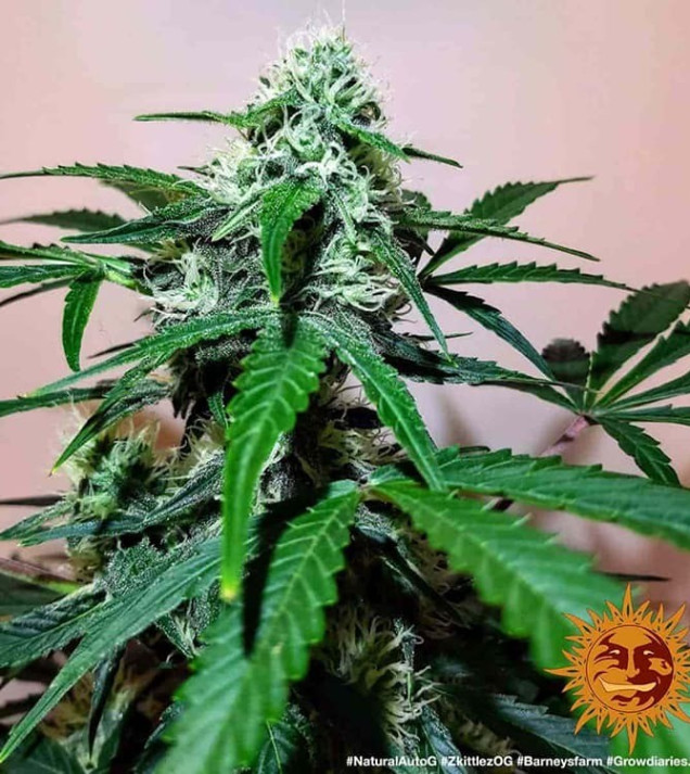 Zkittlez OG Auto UITVERKOOP