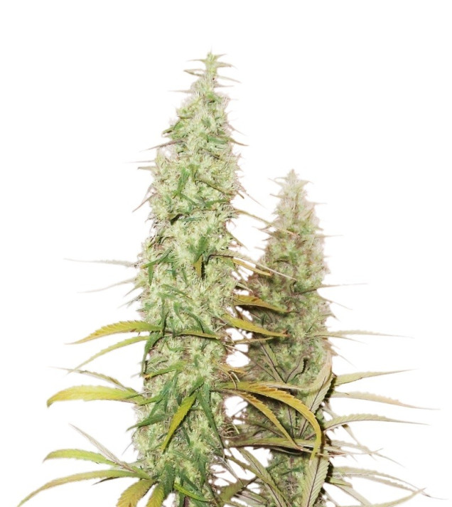 Santa Marta Haze Auto UITVERKOOP