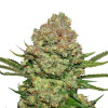 White Widow Auto UITVERKOOP
