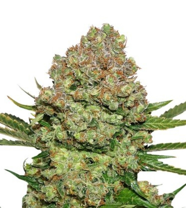 White Widow Auto UITVERKOOP