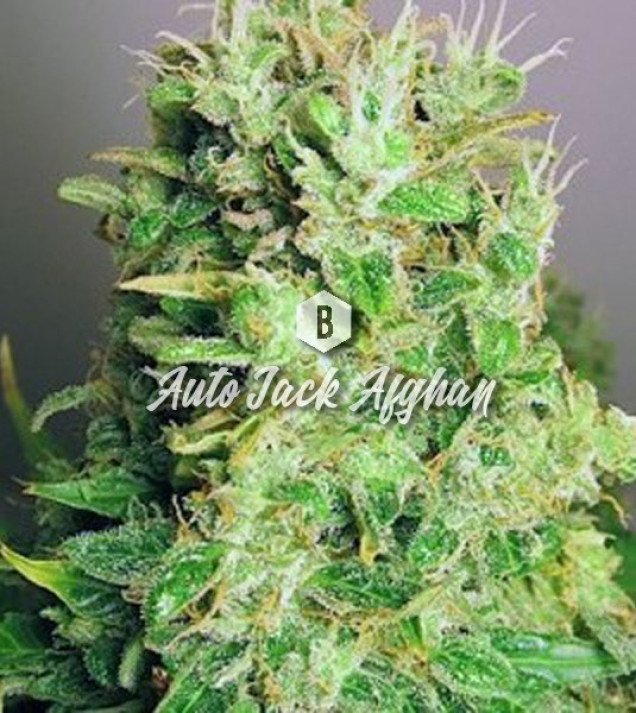 Auto Jack Afghan UITVERKOOP