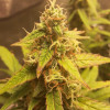 Auto Jack Afghan UITVERKOOP