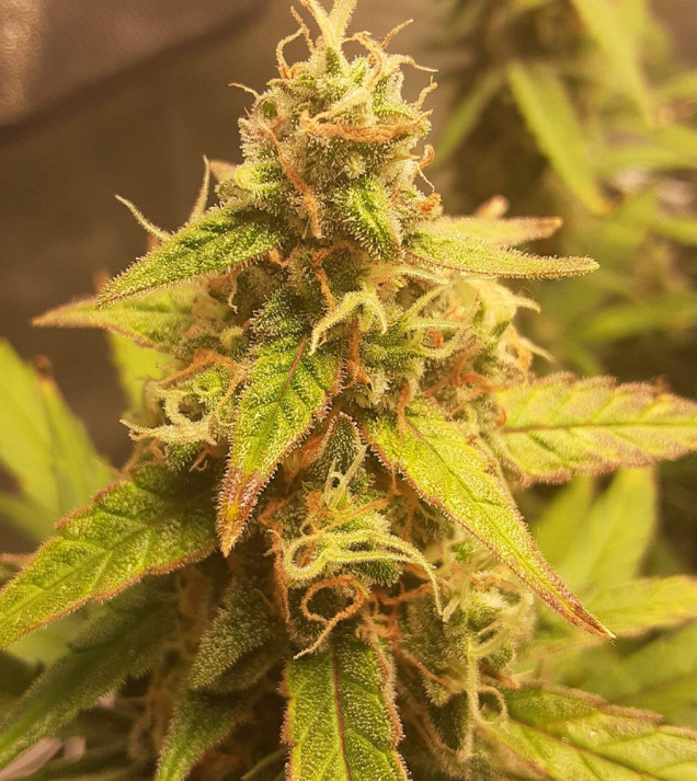 Auto Jack Afghan UITVERKOOP