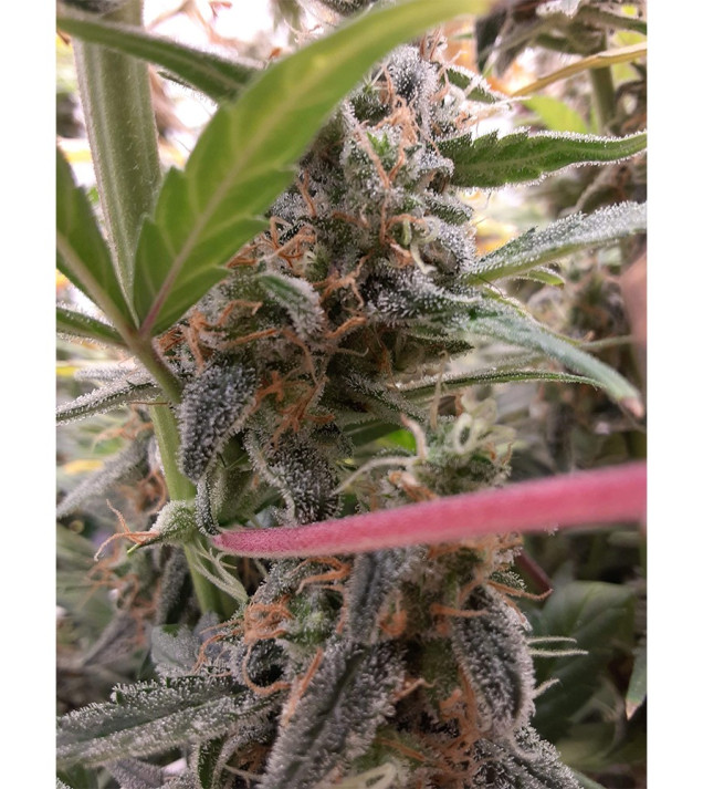 Auto Jack Afghan UITVERKOOP