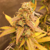 Auto Jack Afghan UITVERKOOP