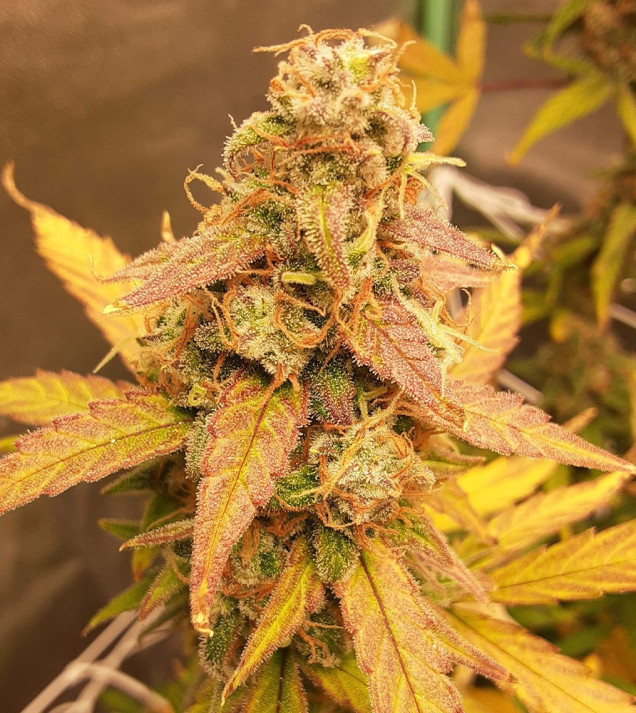 Auto Jack Afghan UITVERKOOP