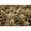Auto Jack Afghan UITVERKOOP