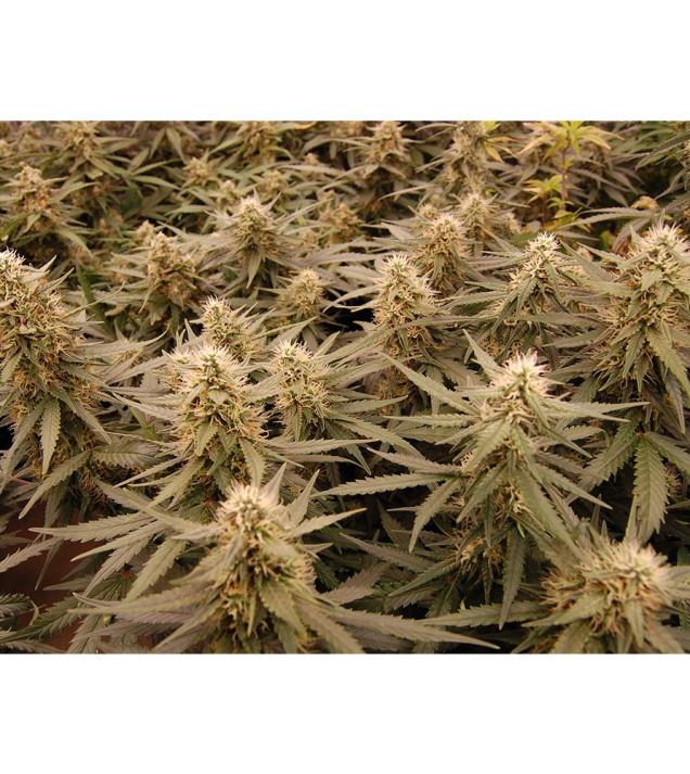 Auto Jack Afghan UITVERKOOP