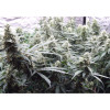 Auto Jack Afghan UITVERKOOP