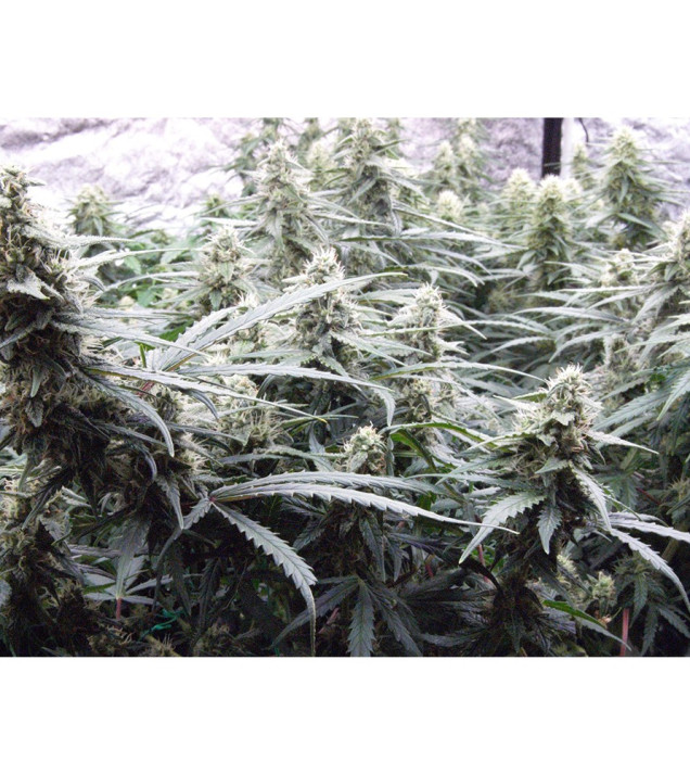 Auto Jack Afghan UITVERKOOP