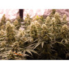 Auto Jack Afghan UITVERKOOP