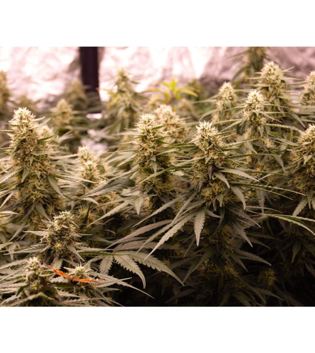 Auto Jack Afghan UITVERKOOP