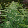 Auto Jack Afghan UITVERKOOP