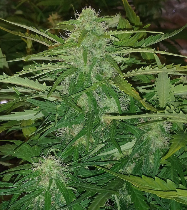 Auto Jack Afghan UITVERKOOP