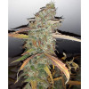 Auto Jack Afghan UITVERKOOP