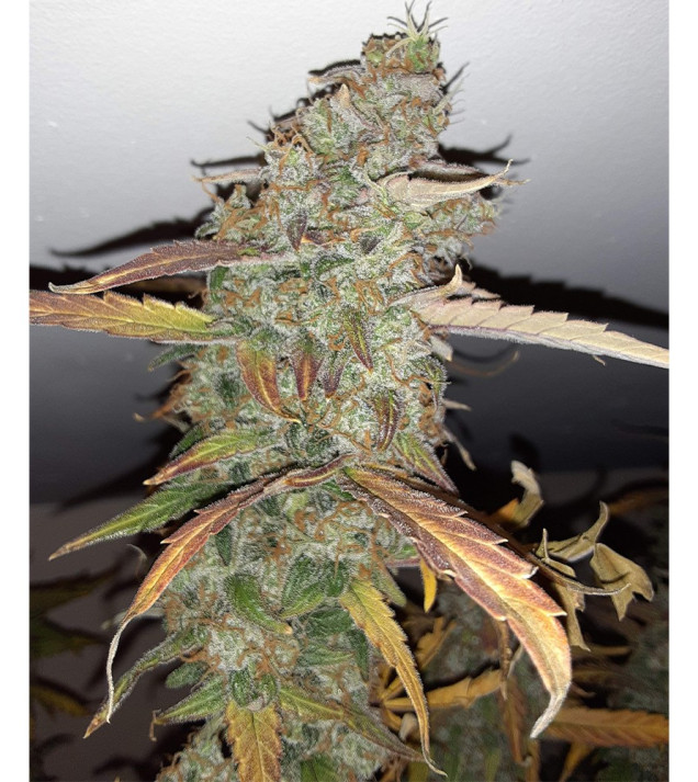 Auto Jack Afghan UITVERKOOP