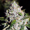 Auto Mazar Skunk UITVERKOOP