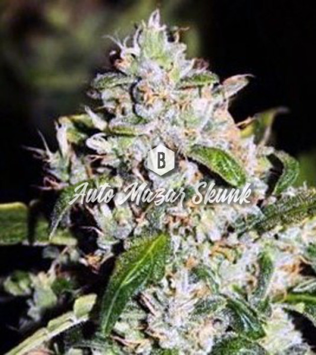 Auto Mazar Skunk UITVERKOOP