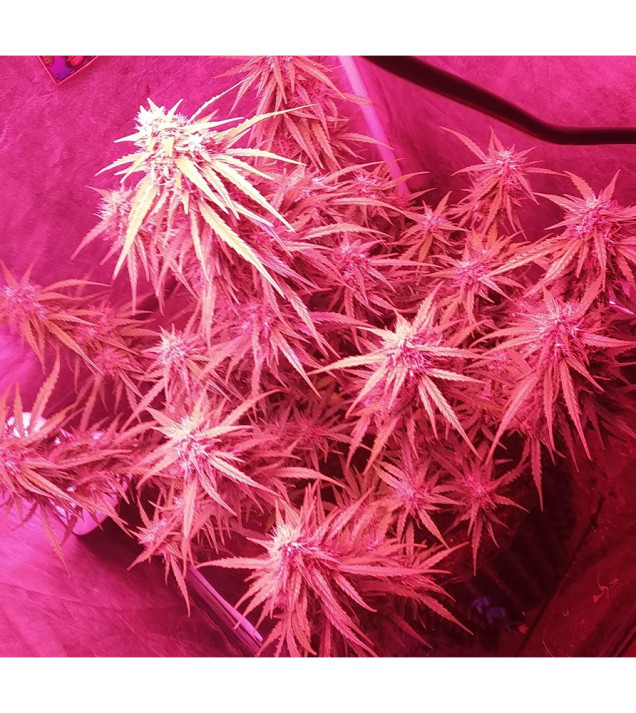 Auto Mazar Skunk UITVERKOOP