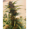 Auto Mazar Skunk UITVERKOOP