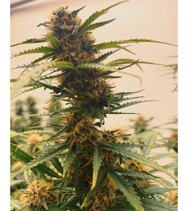 Auto Mazar Skunk UITVERKOOP