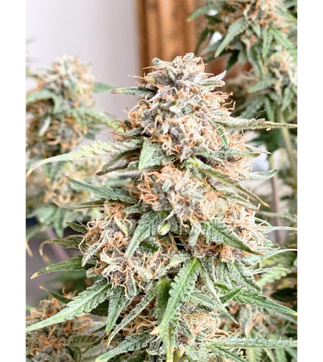 Auto Mazar Skunk UITVERKOOP