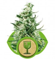 Royal Critical Automatic UITVERKOOP