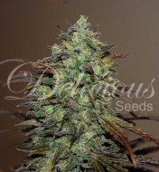 Eleven Roses UITVERKOOP