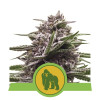 Royal Gorilla Automatic UITVERKOOP