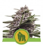 Royal Gorilla Automatic UITVERKOOP