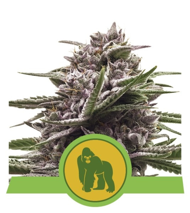 Royal Gorilla Automatic UITVERKOOP