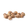 Hash Plant UITVERKOOP