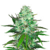 Hash Plant UITVERKOOP