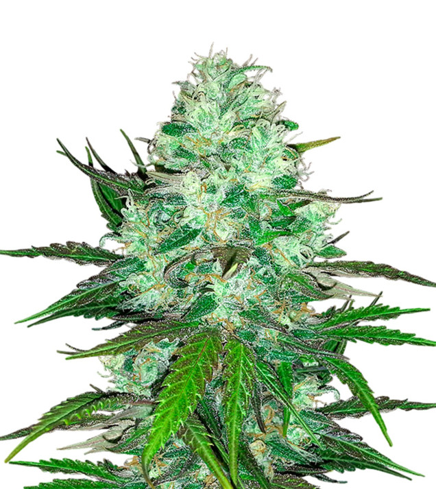 Hash Plant UITVERKOOP