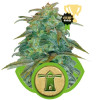 Royal Haze Automatic UITVERKOOP