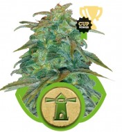 Royal Haze Automatic UITVERKOOP